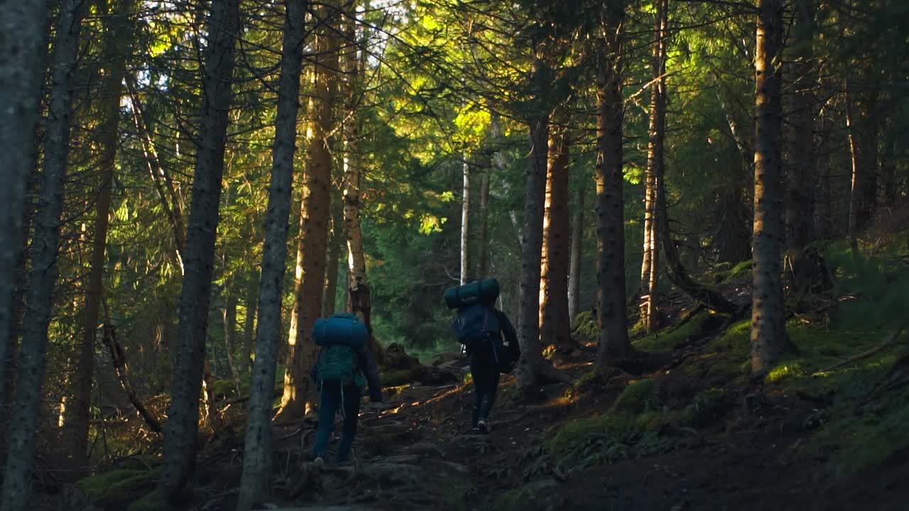 Slow motion shot of two girls hiking uphill in a tall spruce forest