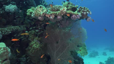 Gorgonien-Und-Orangenbarschfische-Im-Roten-Meer