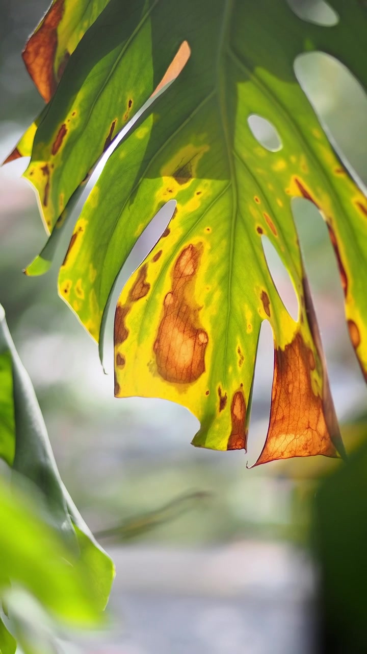 Primo piano di una foglia di Monstera danneggiata con macchie marroni