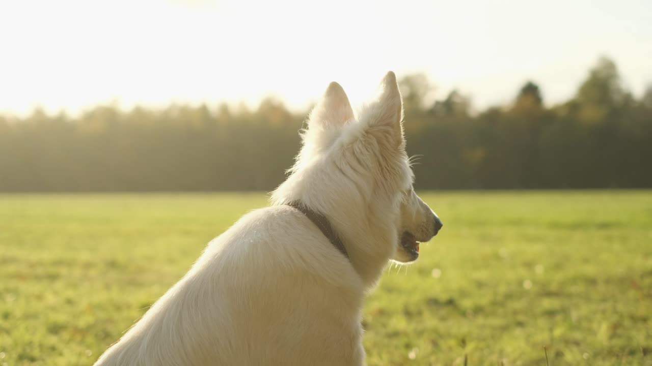 White Swiss Shepherd Dog in a Field at Sunset