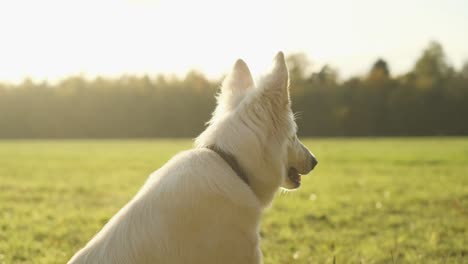 white swiss shepherd dog in a field at sunset