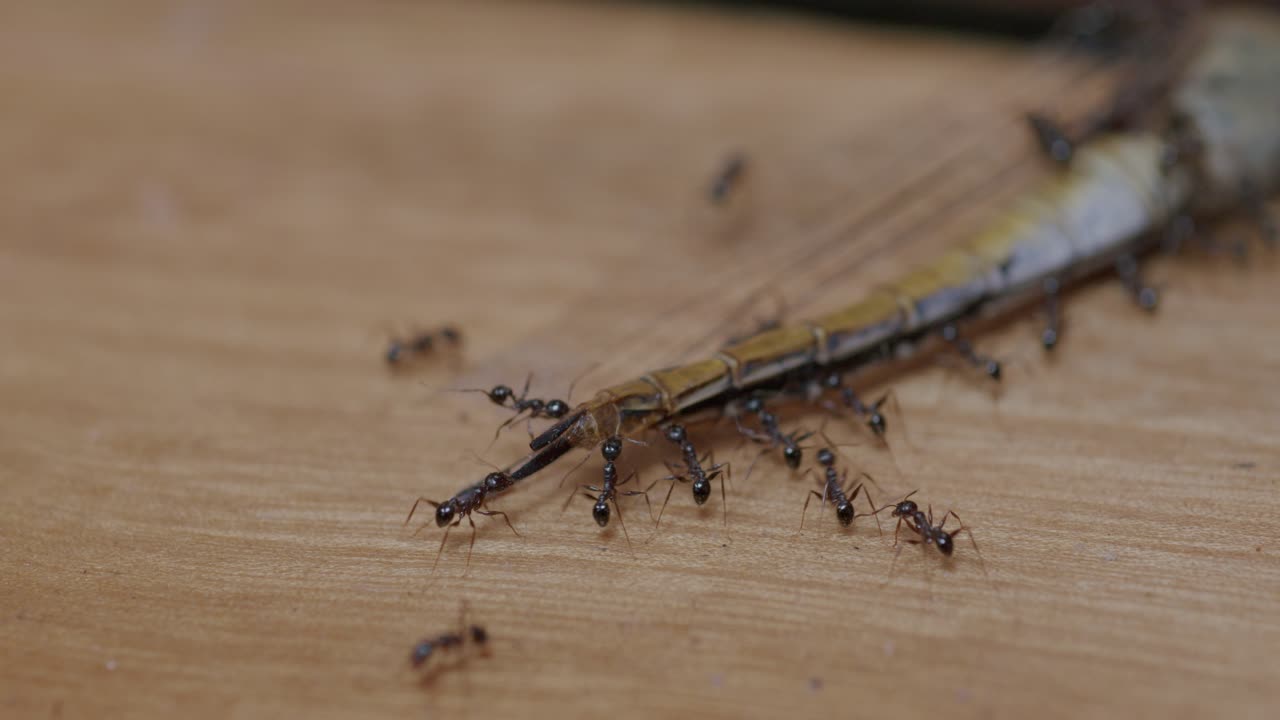 Macro shot of ants (Formicidae) working cooperatively to carry and dismantle the wing of a dead dragonfly (Anisoptera) on a wooden surface, showing insect interaction and movement