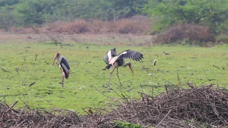 Painted-stork-bird-opens-wings-and-searching-for-some-insects-on-ground-I-Painted-stork-bird-stock-video