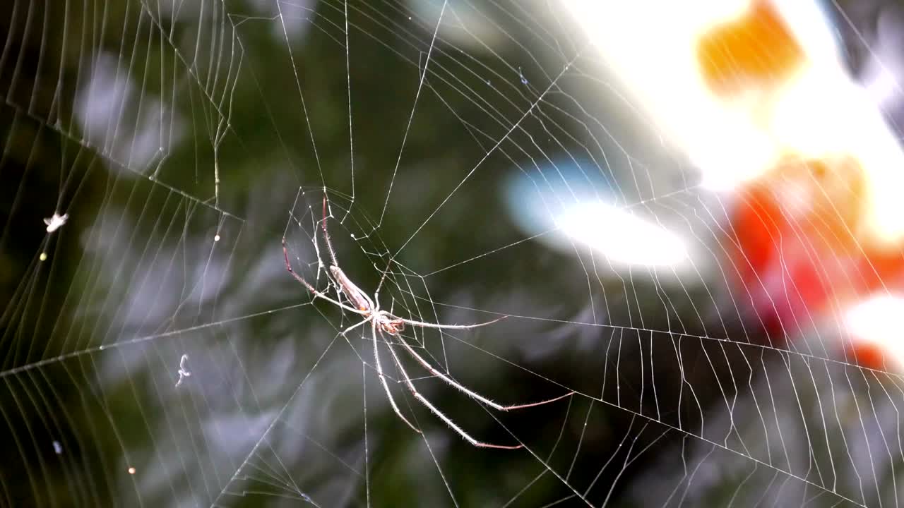 거미들은 연못 위의 섬유에 잡힌 먹이를 먹습니다.