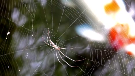 las arañas se comen a sus presas atrapadas en la fibra por encima del estanque.