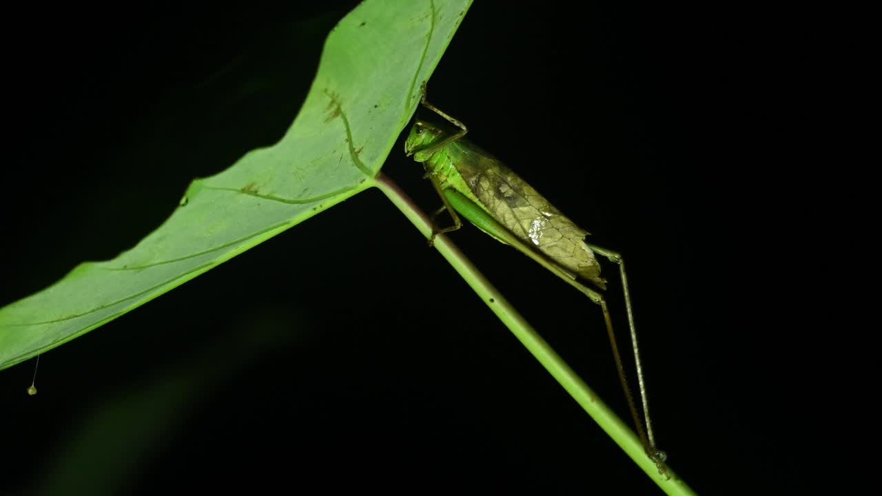 여치, 부시 귀뚜라미, tettigoniidae, 4k 영상