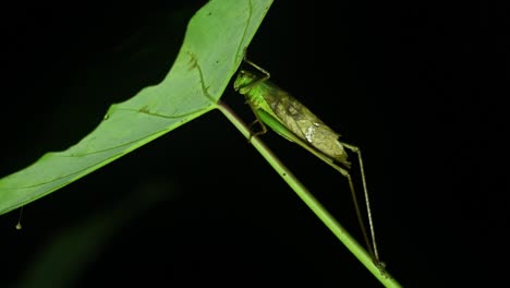 Saltamontes-Americanos,-Grillo-De-Arbusto,-Tettigoniidae,-Imágenes-De-4k