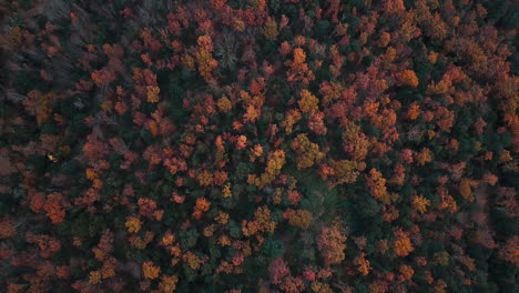 Imágenes-Aéreas-Del-Hermoso-Bosque-Con-Colores-Otoñales-En-Las-Montañas-Catalanas-5