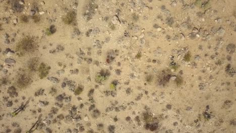 ascender ojo de pájaro aéreo del gigantesco desierto con plantas secas en el parque nacional joshua tree durante el calor