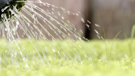 Pasar-Metódicamente-De-Una-Planta-A-Otra,-Asegurando-La-Cantidad-Adecuada-De-Agua