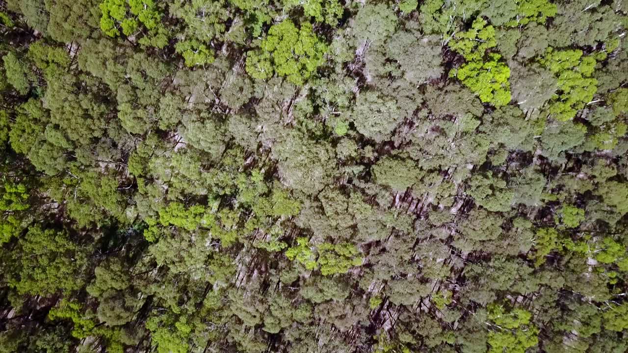 drone vertical avanzando sobre copas de árboles en el bosque estatal wombat cerca de trentham, victoria, australia