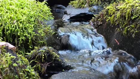 Water-cascading-over-moss-covered-rocks-in-a-mountain-stream-on-a-warm-spring-day