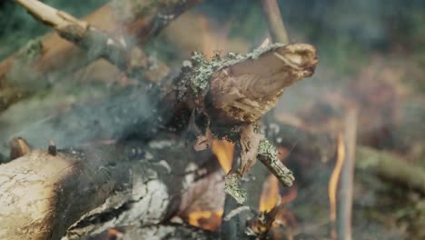 leña seca ardiendo en el bosque. desastre natural en la madera. brasas en llamas