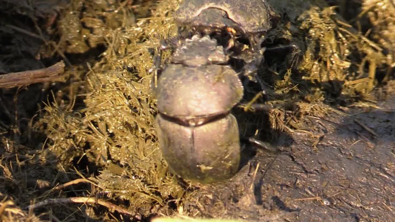 코뿔소 배설물 더미 가운데 배설물 공에서 싸우는 두 아프리카 배설물 딱정벌레, 클로즈업 샷