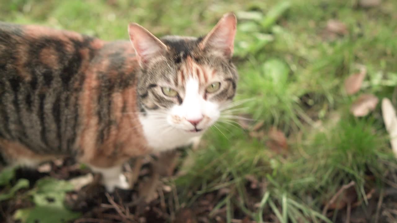 고양이가 풀을 먹고 카메라를 향해 몇 번 돌아서고 있는 정적이고 느린 장면