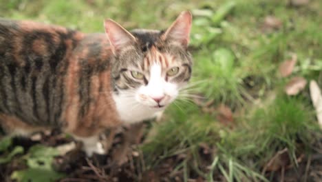 a static, slow-down shot of a cat eating grass and turning to face the camera a couple of times