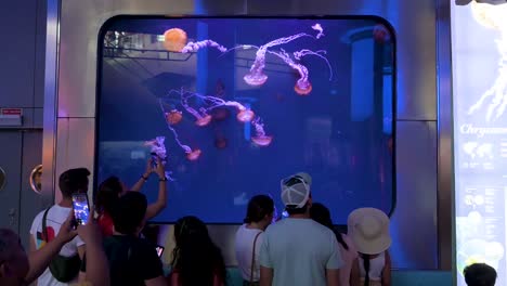 people observing glowing jellyfish in an aquarium exhibit