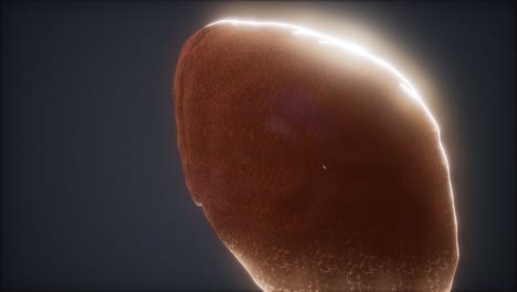 loop 3d rendered medically accurate animation of the human liver