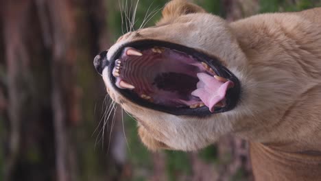 slow motion vertical video of a lioness yawning, showing off its teeth and powerful jaws