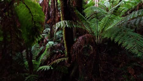 vegetación exuberante a lo largo de un sendero de bosque tropical
