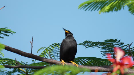 Great-Myna-Bird-perched-high-in-Royal-Poinciana,-or-Flamboyant-tree,-calling