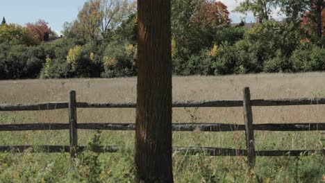 Beautiful-grassy-farm-field-surrounded-by-a-wooden-fence-and-trees-during-the-autumn-season-with-the-leaves-turning-in-Gatineau,-Quebec