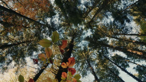 looking up at the autumn forest