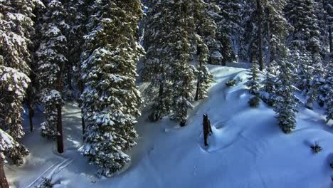 View-from-above-on-snowy-trees-on-the-slope