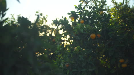 gimbal shot sliding past an orange tree during golden hour sunrise, new zealand
