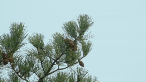 Pine cones hanging from tip of a tree branch during a Maine snowfall. Clip B.