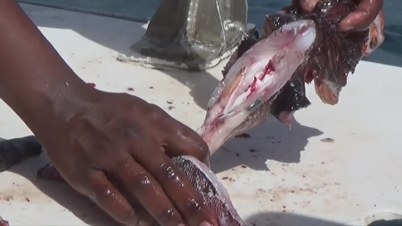 Preparing Lionfish for dinner