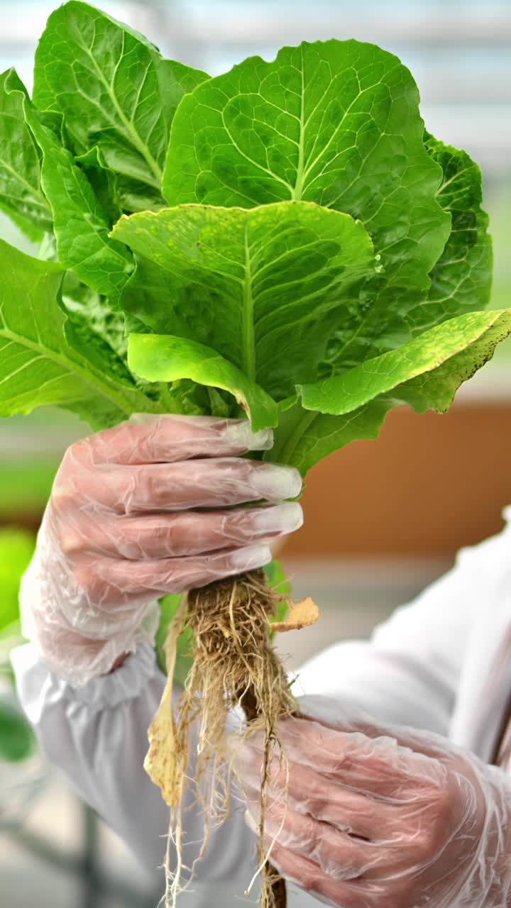 Laboratory technician in a white coat, analysing lettuce grown with the Hydroponic method in a greenhouse. Vertical