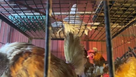 close of rooster in cage looking and walking away