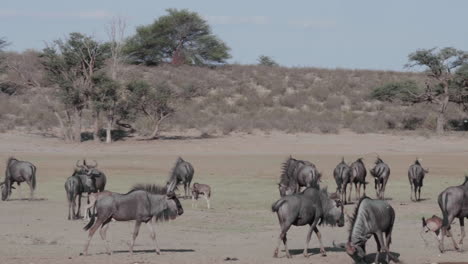 wildebeest calves running with herd of adult wildebeest roaming and grazing at the game reserve in botswana - panning shot
