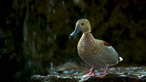 Toma-En-Cámara-Lenta-De-Pato-Verde-Azulado-Anillado-Macho-Salvaje-Frente-A-Una-Cascada-Que-Se-Estrella-En-América-Del-Sur---Especie-Callonetta-Leucophrys