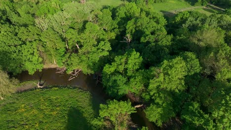 Above-View-Of-Jungle-Trees-In-A-Creek-During-Sunny-Day