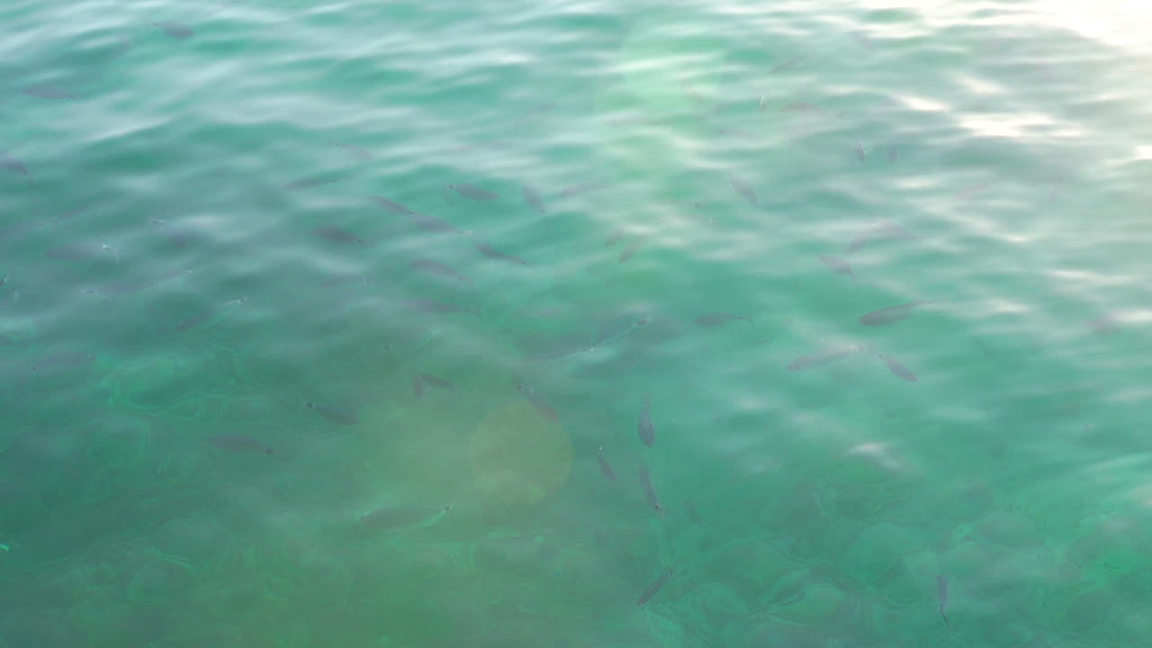 A school of fish seen from above the water. Crystalline water of a beach in Ibiza, Spain