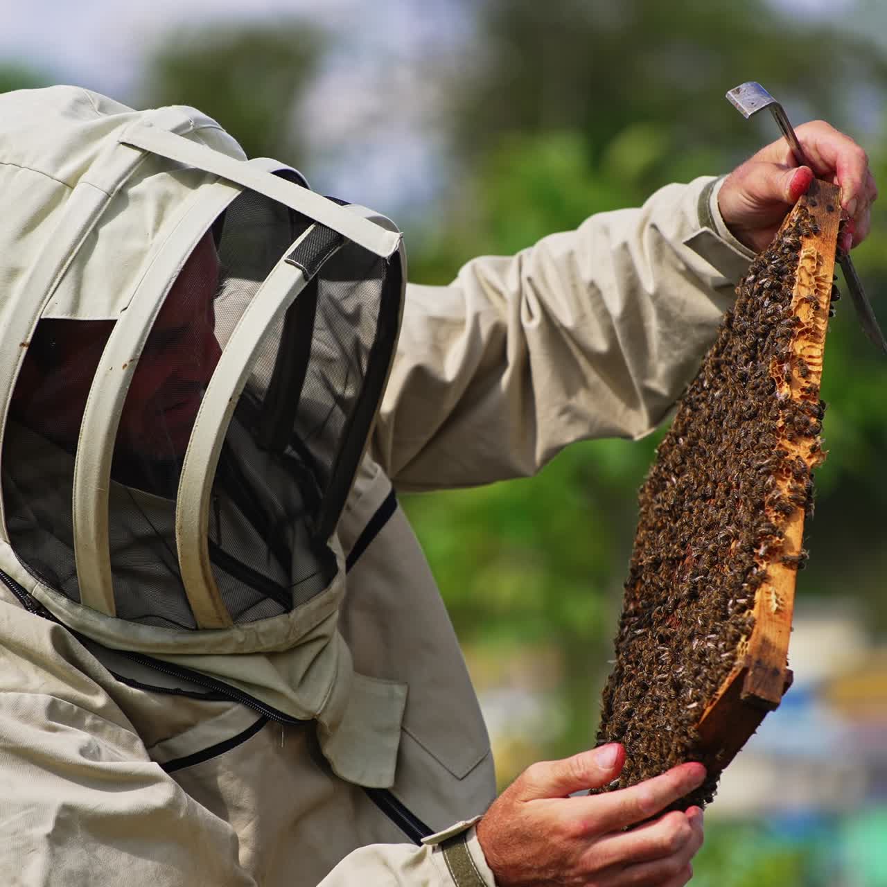 Apiculturist equipped with protective hat holding a frame covered with bees. Beekeeper checking up the frame carefully in the sunlight