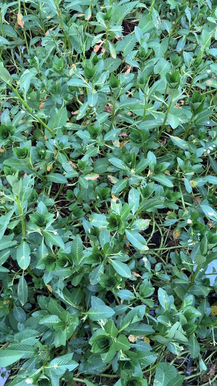 Foglie verdi vivaci e vegetazione fitta