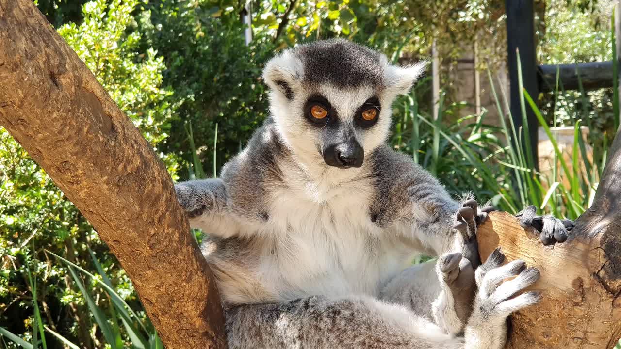 un hermoso lémur curioso, simplemente relajándose en su árbol observando el mundo