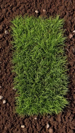 soil and growing grass