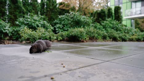 Niedliches-Eichhörnchen,-Das-Nüsse-Auf-Dem-Boden-Im-Hinterhof-Frisst