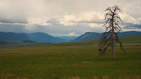 Einsamkeit-In-Bewegung:-Zeitraffer-Eines-Einsamen-Baumes-Auf-Einem-Feld,-Während-Sich-Der-Kamloops-Sturm-Nähert