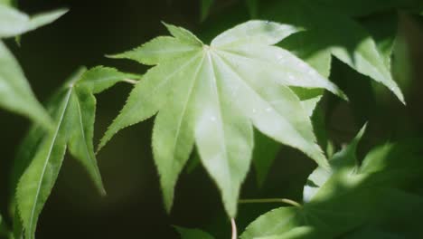 The-Wonderful-Scenery-Of-A-Mapple-Tree-On-A-Bright-Sunny-Day-In-Japan---Slow-Motion-Shot