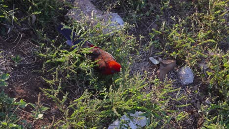 crimson rosella eating in natural habitat