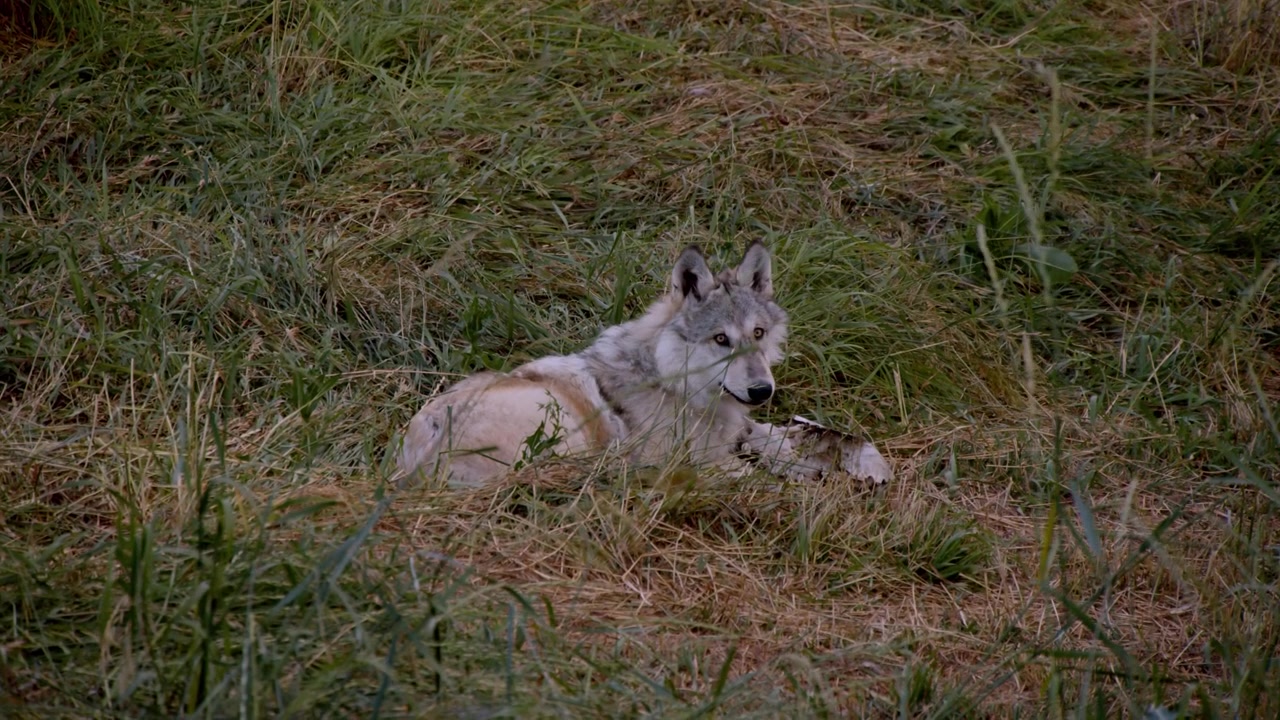 A grey wolf called Koa.