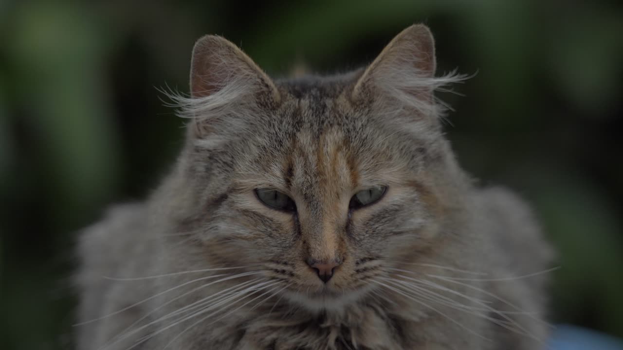 Cinematic scenes of a vigilant cat, carefully surveying its surroundings, capturing feline elegance and mystery