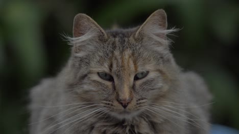 Cinematic-scenes-of-a-vigilant-cat,-carefully-surveying-its-surroundings,-capturing-feline-elegance-and-mystery