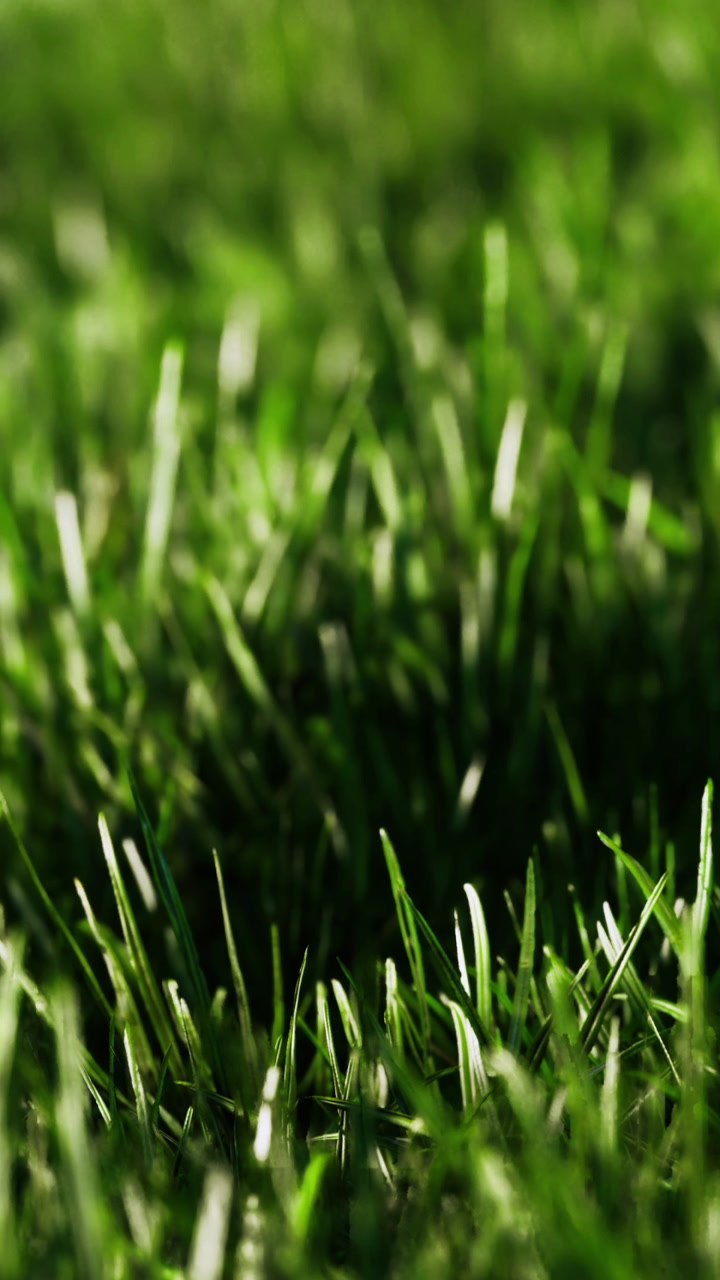 Lush green grass swaying gently under the bright sun in a tranquil setting