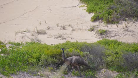 una toma amplia de un emú caminando por el desierto y alimentándose en australia